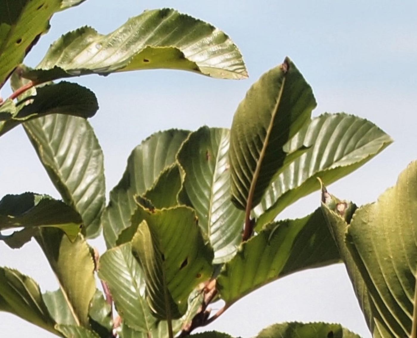 Buckthorn, Alpine leaf